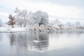 Alone white swan swim in the winter lake water in sunrise time - PhotoDune Item for Sale