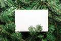 Creative Christmas holidays background with fir twigs - PhotoDune Item for Sale