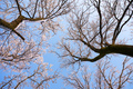 Bottom view on a f winter snowy trees in the blue sky - PhotoDune Item for Sale