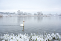 Alone white swan swim in the winter lake water in sunrise time - PhotoDune Item for Sale