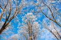 Bottom view on a f winter snowy trees in the blue sky - PhotoDune Item for Sale