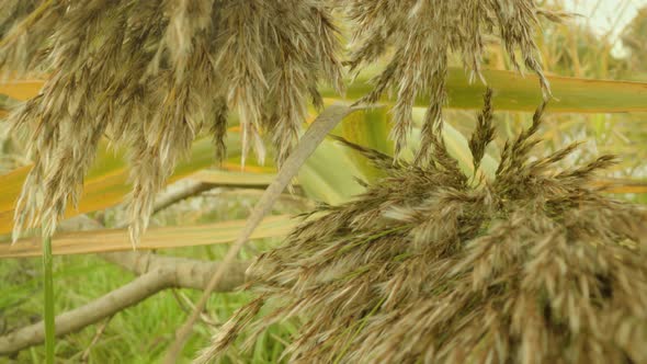 Bunches of Dried Brown Weed Panicles Against Yellowed Leaves