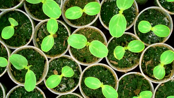 cucumber seedlings