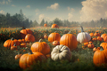 Idyllic autumn scene with field of pumpkins in grass on sunny sky.  - PhotoDune Item for Sale