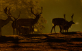 A herd of European fallow deers (Dama dama) in the pasture at dawn. - PhotoDune Item for Sale
