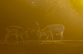 Two fighting bulls European fallow deers (Dama dama) at dawn - PhotoDune Item for Sale