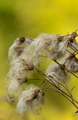The thistles in the forest are bleeding - PhotoDune Item for Sale