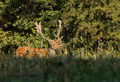 A European fallow deer bull (Dama dama) amongst tall grass - PhotoDune Item for Sale