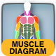 Interactive Human Body Muscle Diagram - Male and Female diagrams - CodeCanyon Item for Sale