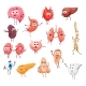 Cartoon Human Body Internal Organs Characters - GraphicRiver Item for Sale