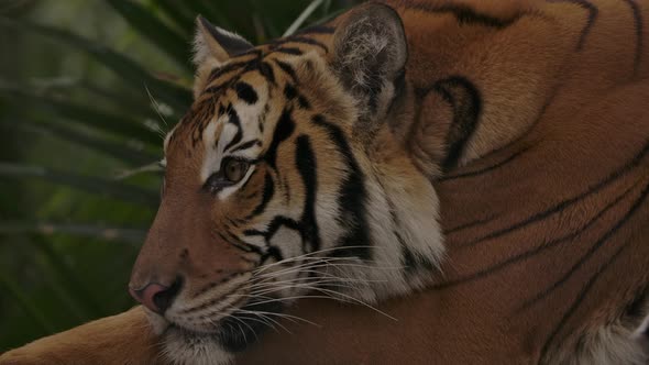 tiger laying down closeup listening for prey in jungle