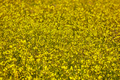First yellow flowers to bloom in spring. Floral season background - PhotoDune Item for Sale