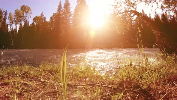 Meadow at Mountain River Bank. Landscape with Green Grass, Pine Trees and Sun Rays. Movement on