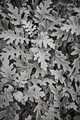 Centaurea cineraria green leaves plant textured background. Decorative garden - PhotoDune Item for Sale
