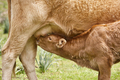 Unweaned calf suckling from his mother. Bovine cattle - PhotoDune Item for Sale