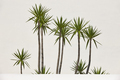 Dracaena reflexa plants in front of a white wall. Decorative - PhotoDune Item for Sale