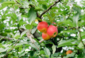 close up of ripe apples at orchard during summer nearing fall or autumn surrounded by green leaves - PhotoDune Item for Sale