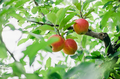 close up of ripe apples at orchard during summer nearing fall or autumn surrounded by green leaves - PhotoDune Item for Sale