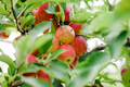 close up of ripe apples at orchard during summer nearing fall or autumn surrounded by green leaves - PhotoDune Item for Sale
