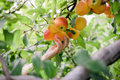 close up of woman at apple orchard during summer nearing fall or autumn picking apples - PhotoDune Item for Sale