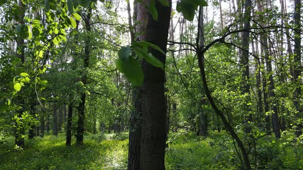 Summer Forest with Pine Trees Slow Motion