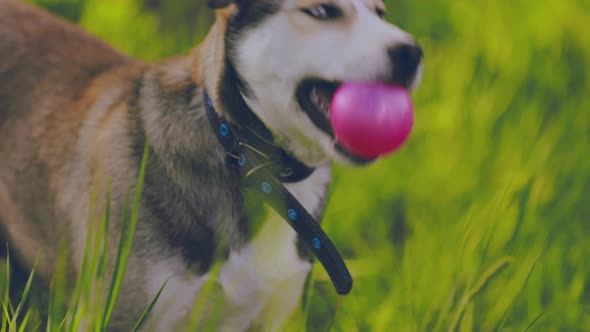 Portrait of Dog Breed Husky in Green Grass