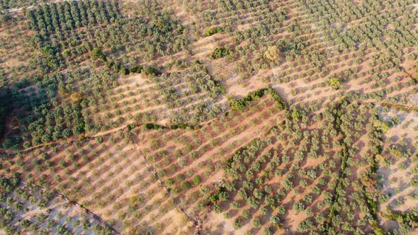 Aerial view of olive groves on dry soil.