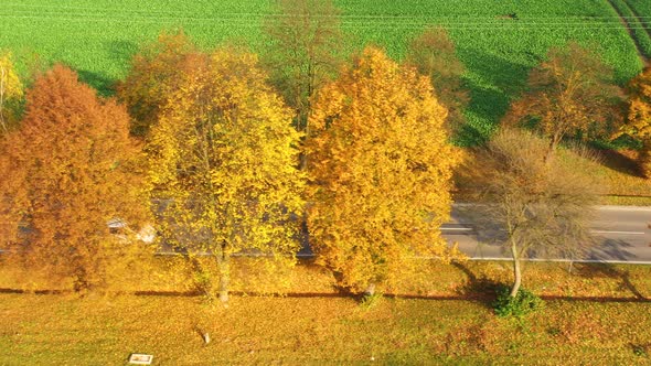 Aerial view of road in beautiful autumn forest at sunset in rural. Beautiful landscape with rural ro