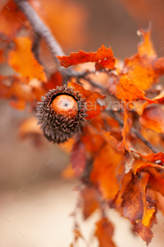  Turkey oak or Austrian oak foliage on branches with selective focus against blurred background.