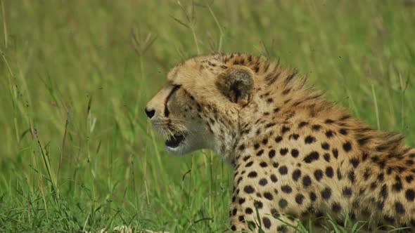 Close up of a cheetah