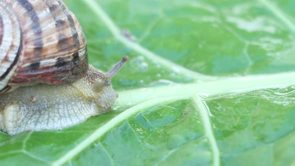 Large snail crawls on green leaf