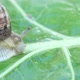 Large snail crawls on green leaf - VideoHive Item for Sale
