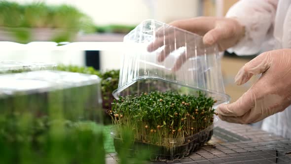 Closeup of Microgreens Being Packaged in Shipping Containers