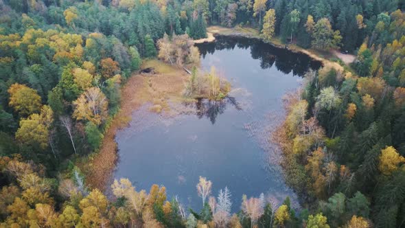 Aerial View of Green Pine and Spruce Conifer Treetops Forest and Kalnmuiza lake in Latvia. Colorful