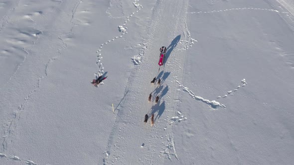 Aerial view of dogs pulling a sled