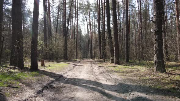 Road in the Forest During the Day Slow Motion