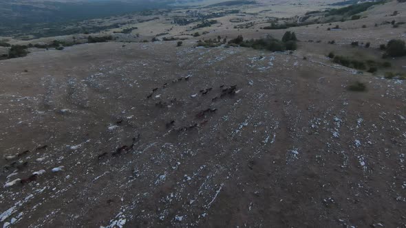 Low Key Aerial Fpv Drone Shot of a Herd of Wild Horses Running on a Green Spring Field at the Sunset