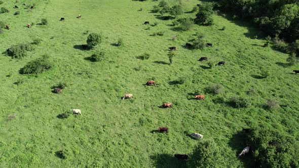 Aerial view of cows herd grazing on pasture field.