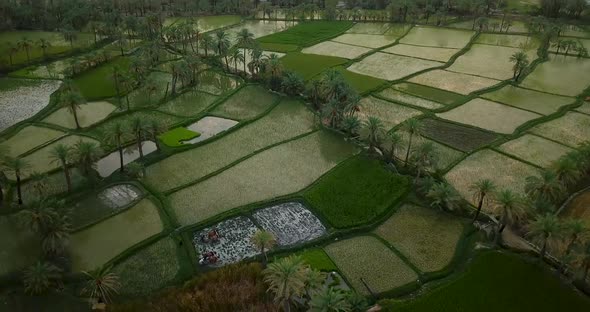 Cinematic drone long shot above the rice paddy farm field with palm trees and farmer work with bulls