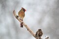 Female cardinal perching on white birch branch on a snowy winters day - PhotoDune Item for Sale