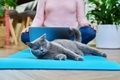 Woman sitting at home on yoga mat in lotus position with laptop and cat - PhotoDune Item for Sale