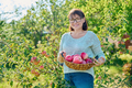 Woman harvesting red apples in garden on sunny autumn day - PhotoDune Item for Sale