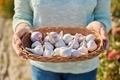 Closeup of head of garlic in wicker bowl, in woman hands, outdoor - PhotoDune Item for Sale