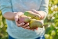 Close-up fresh ripe pears in woman hands, outdoor - PhotoDune Item for Sale