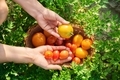 Top view of hands with tomatoes in basket, outdoor on green parsley - PhotoDune Item for Sale