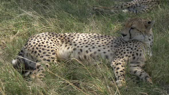 Two cheetahs resting