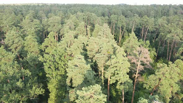 Green Forest with Trees By Day