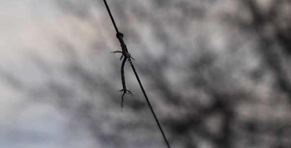 Wet Clothes Line Swings 2