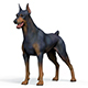 Dobermann Dog With PBR Textures - 3DOcean Item for Sale