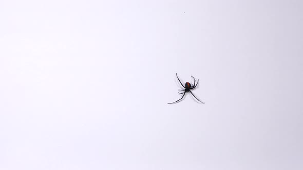 Redback Spider Walking Over A White Background, TOP DOWN